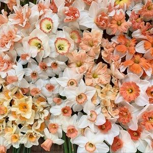 Meet your Posher, Hope